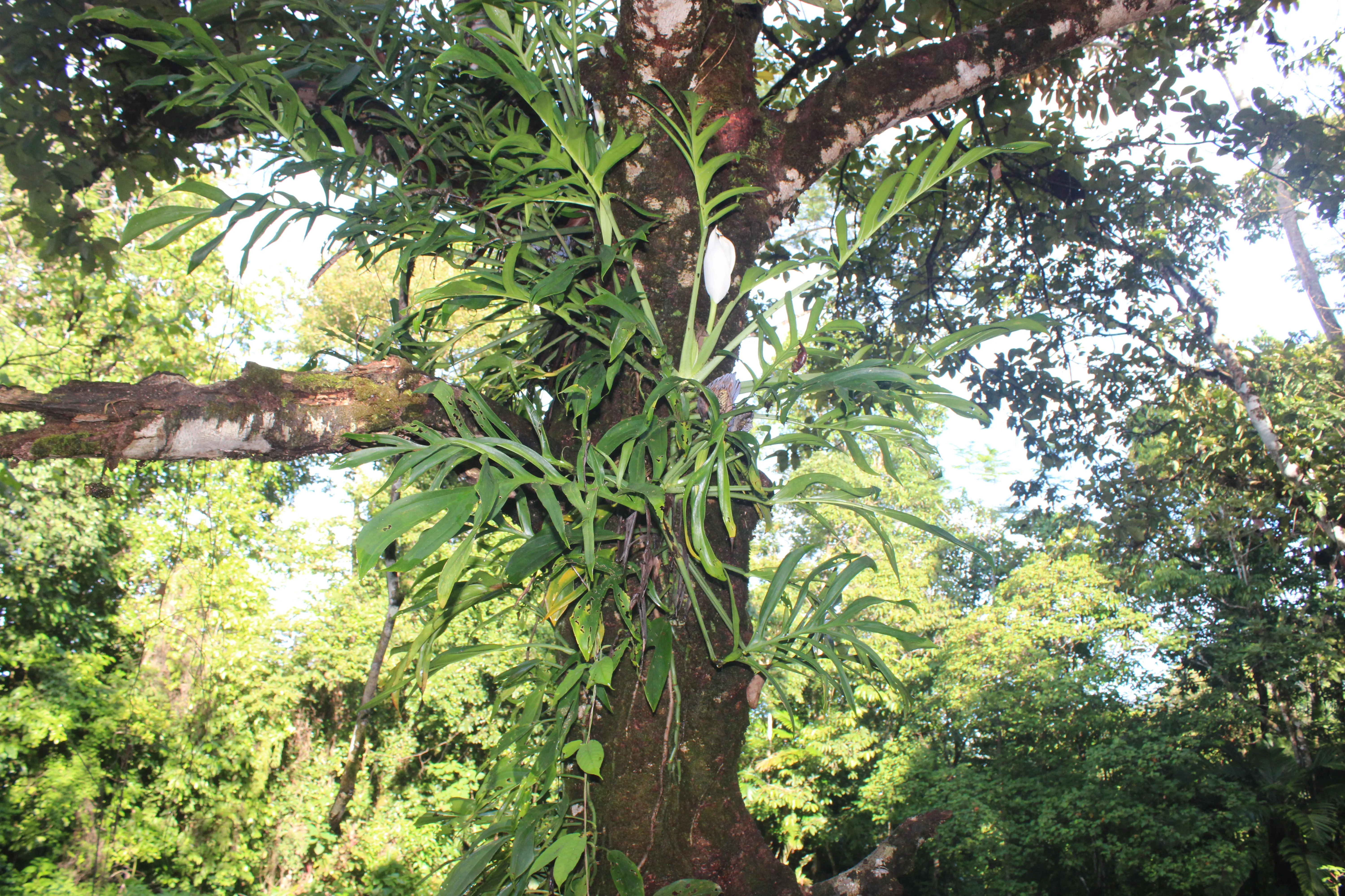 Monstera pinnatipartita